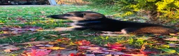 German Shepherd dogs for sale: America - Ad 2
