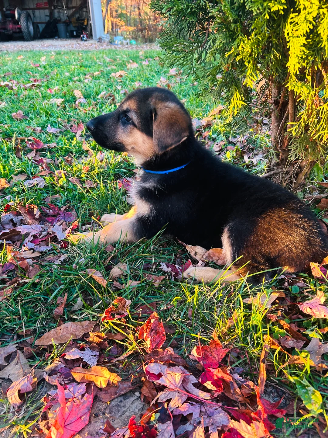 German Shepherd dogs for sale: America - Ad 2