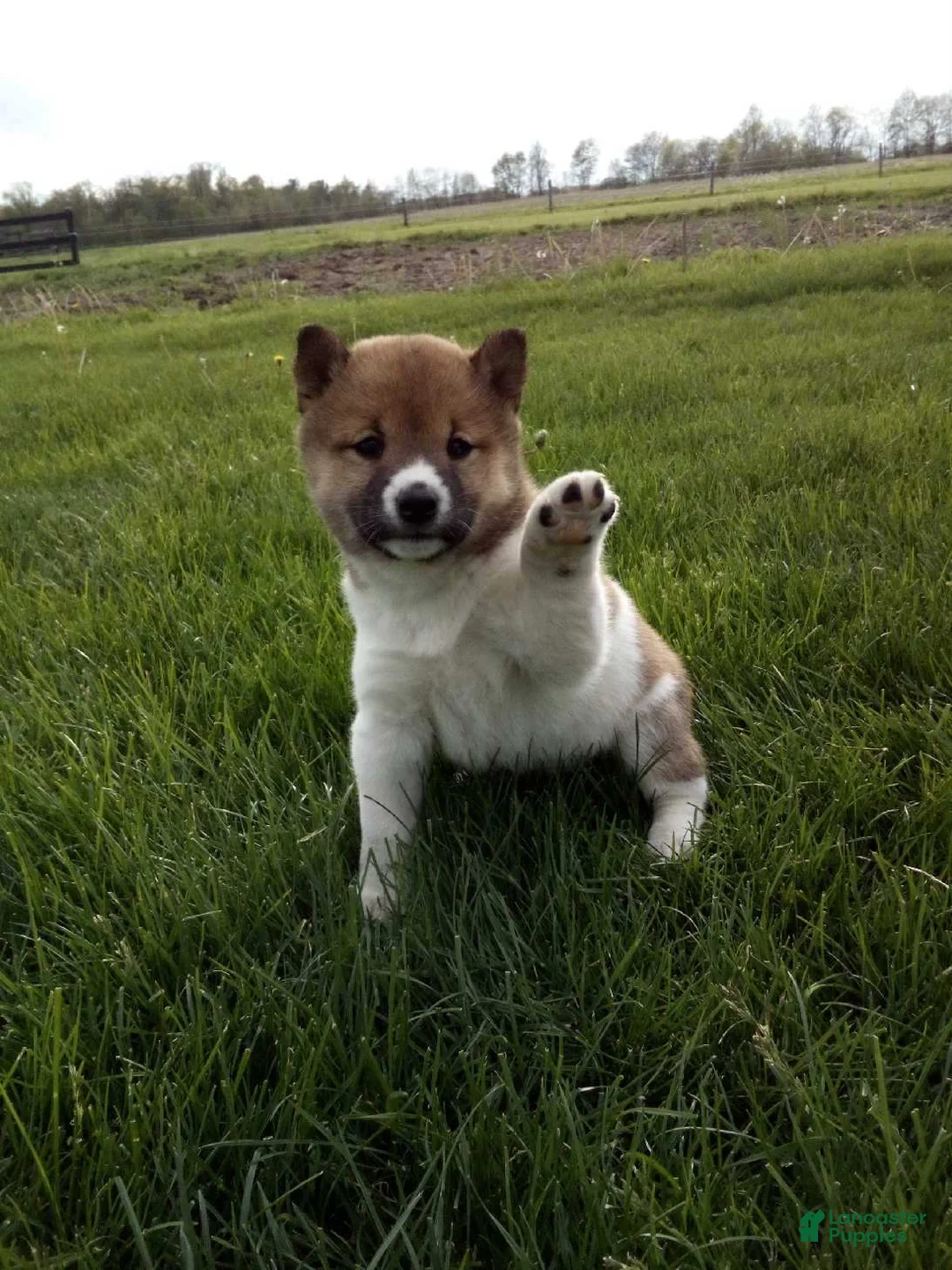 Shiba Inu dogs for sale: Gracie - Ad 4