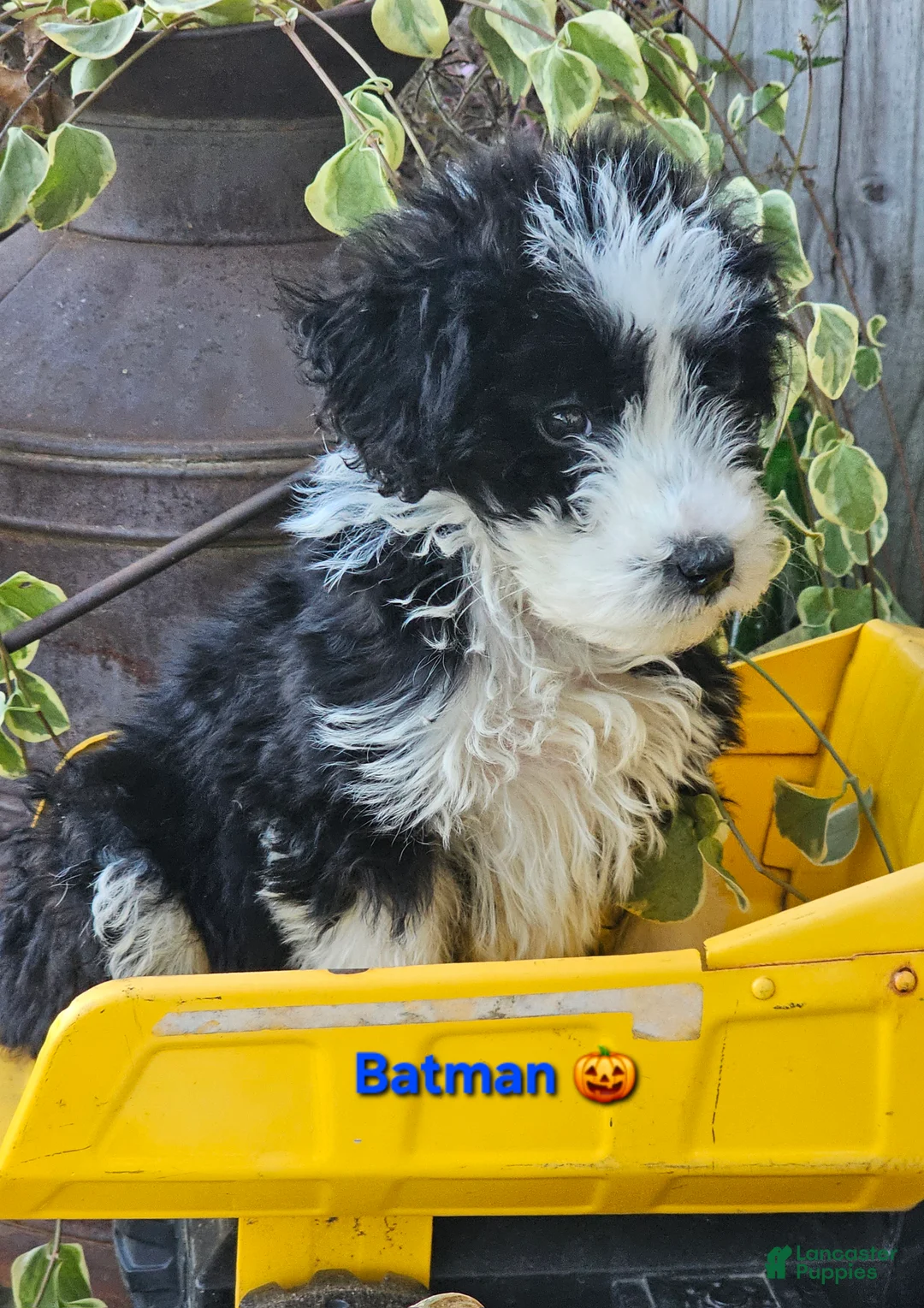 Aussiedoodle dogs for sale: Batman  - Ad 2