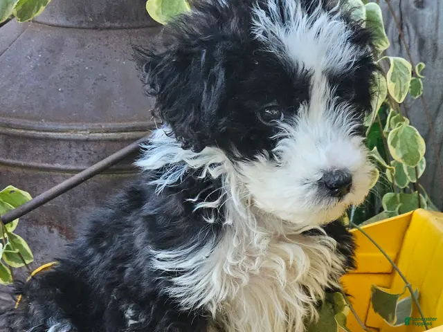 Aussiedoodle dogs for sale: Batman - Ad 2