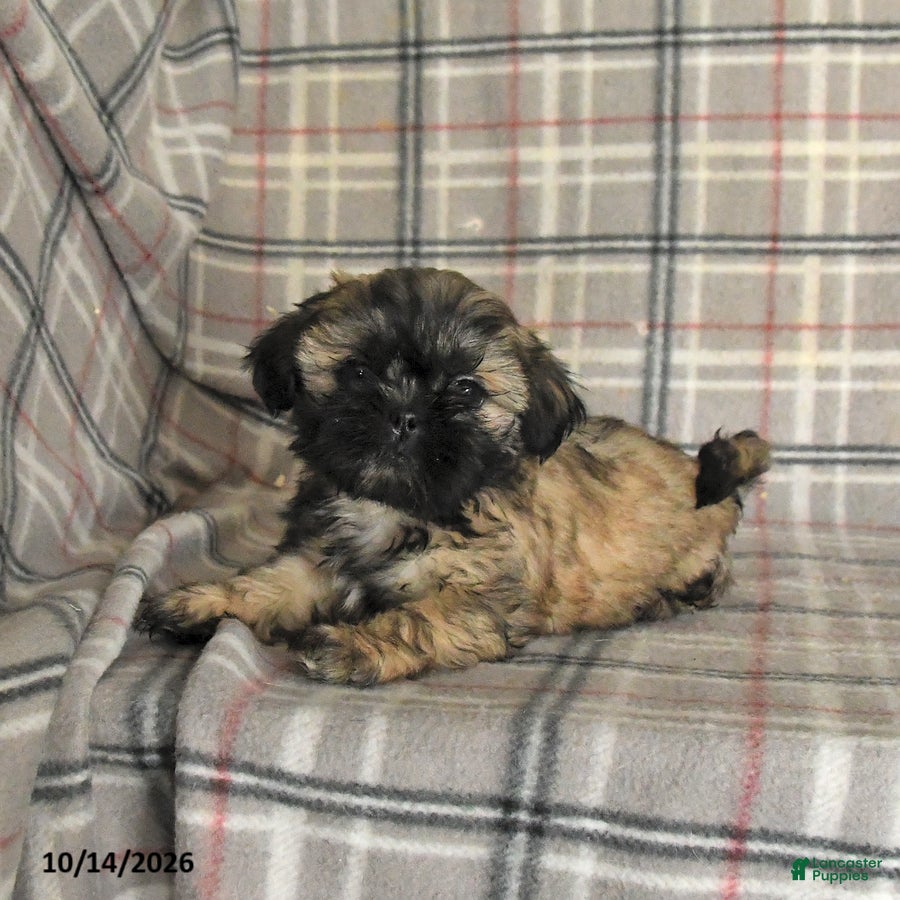 Shih Tzu dogs Twix - Ad 1
