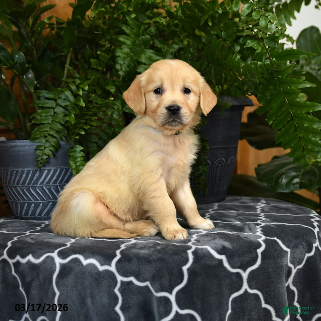 Golden Retriever dogs for sale: Hoover - Ad 3