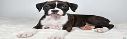 Boxer dogs for sale: Dena - Ad 7