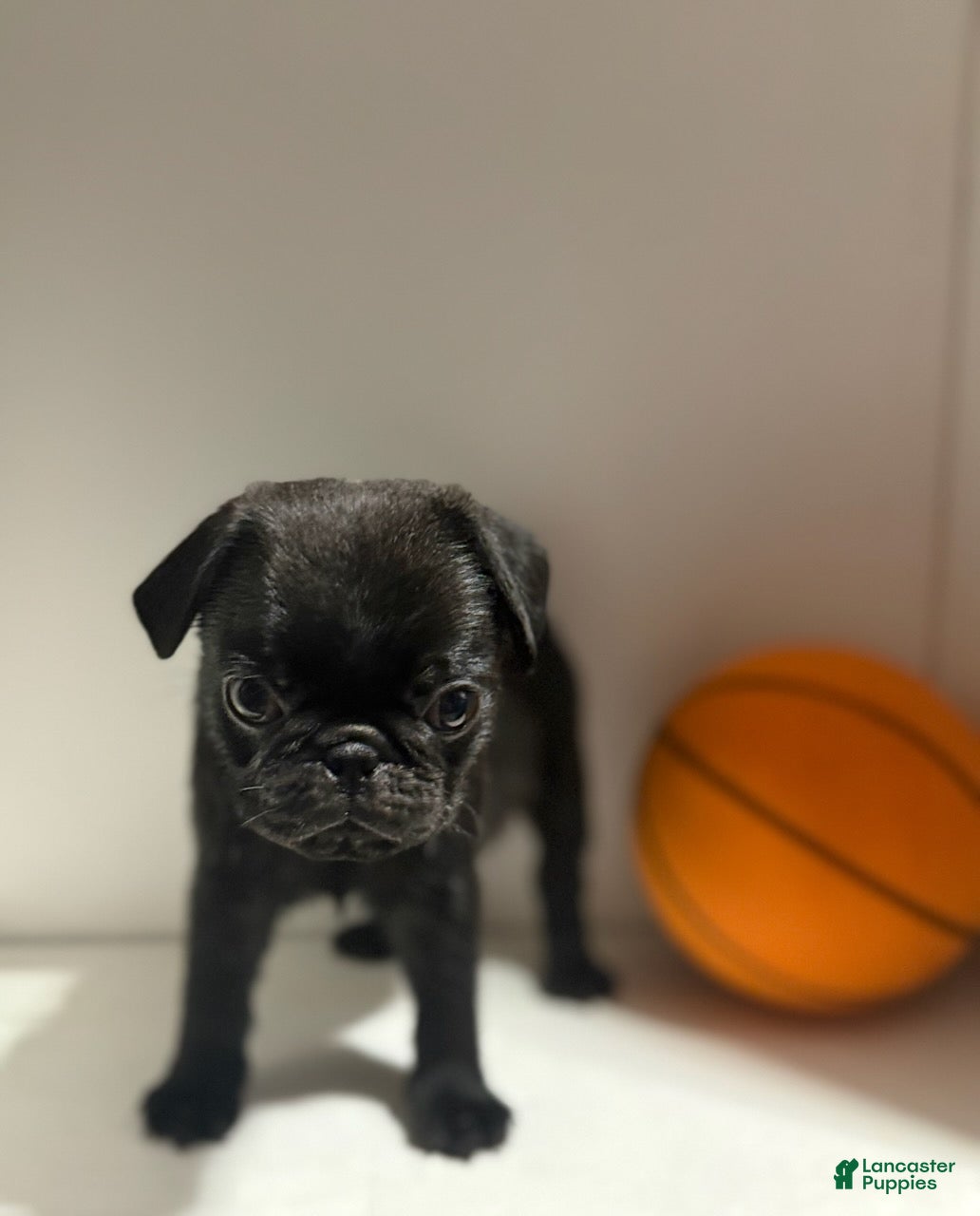 Pug dogs Chase - Ad 2