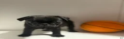 Pug dogs for sale: Chase - Ad 2