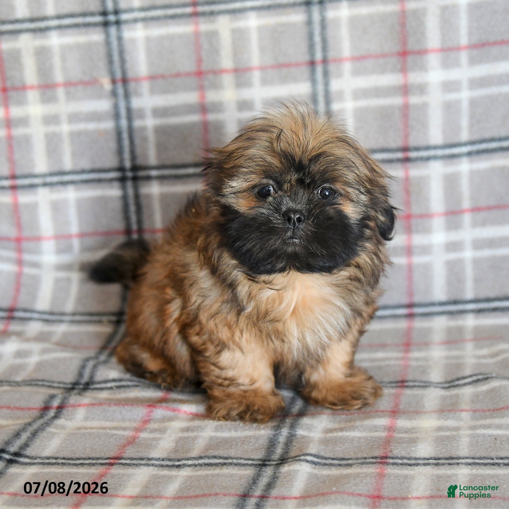 Shih Tzu dogs Ken  - Ad 1