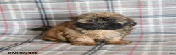Shih Tzu dogs for sale: Ken  - Ad 10