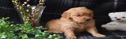 Golden Retriever dogs for sale: Liz - Ad 5