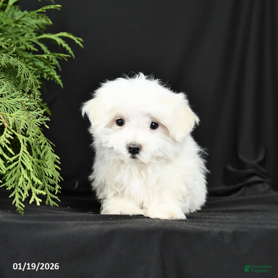 Maltese dogs Baxter - Ad 2