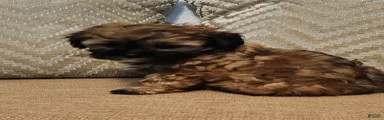 Mixed Breed 3