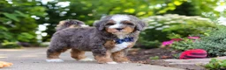 Mini Bernedoodle dogs for sale: Bentley - Ad 4