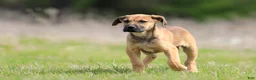 Mixed Breed dogs for sale: Falcon - European Doberdane - Ad 7