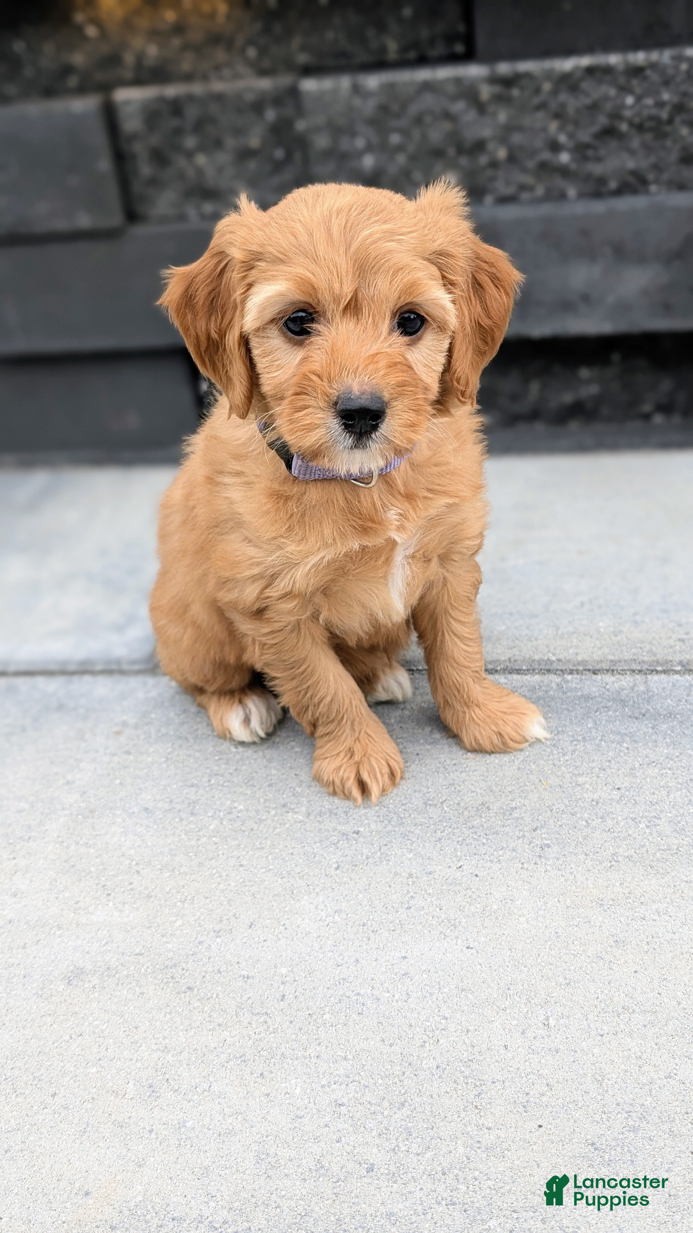 Mini Goldendoodle dogs Maggie - Ad 2