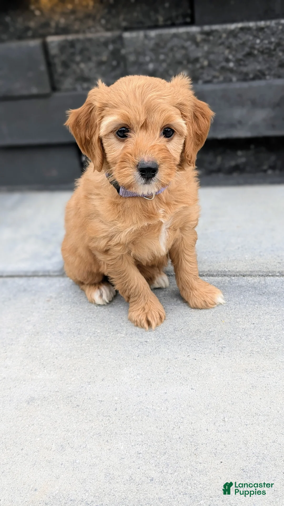 Mini Goldendoodle dogs for sale: Maggie - Ad 2