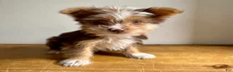 Chorkie dogs for sale: Benji  - Ad 2