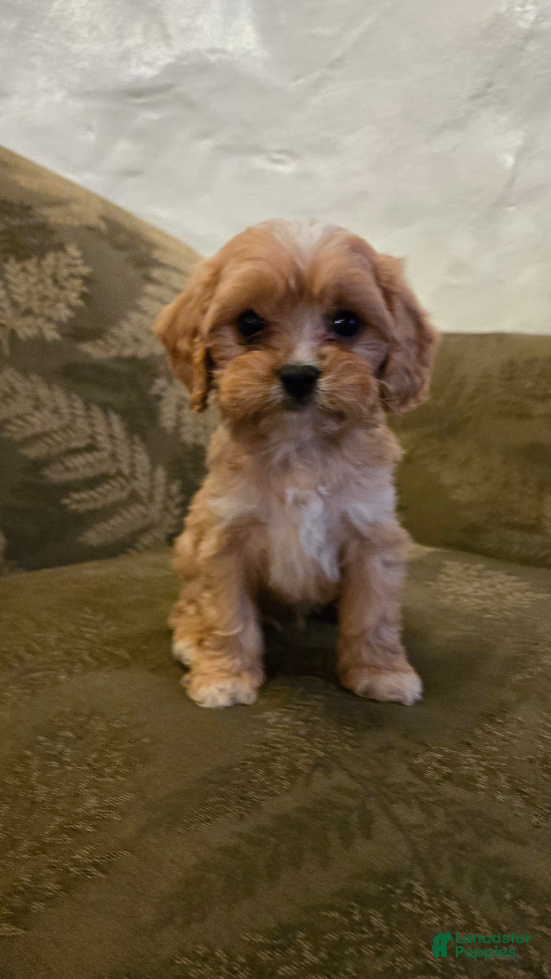 Cavapoo dogs for sale: Wyatt - Ad 9