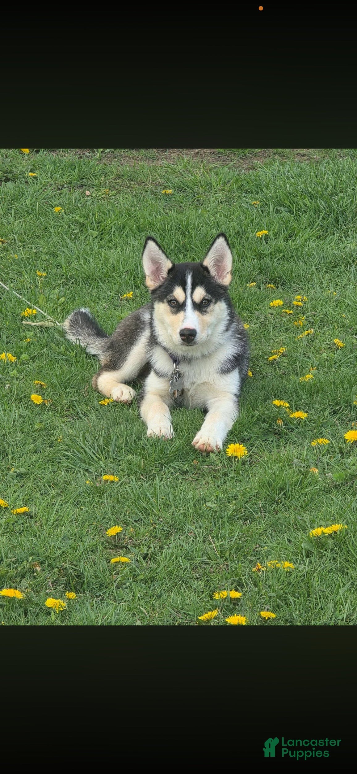 Mixed Breed dogs Everest - Ad 34