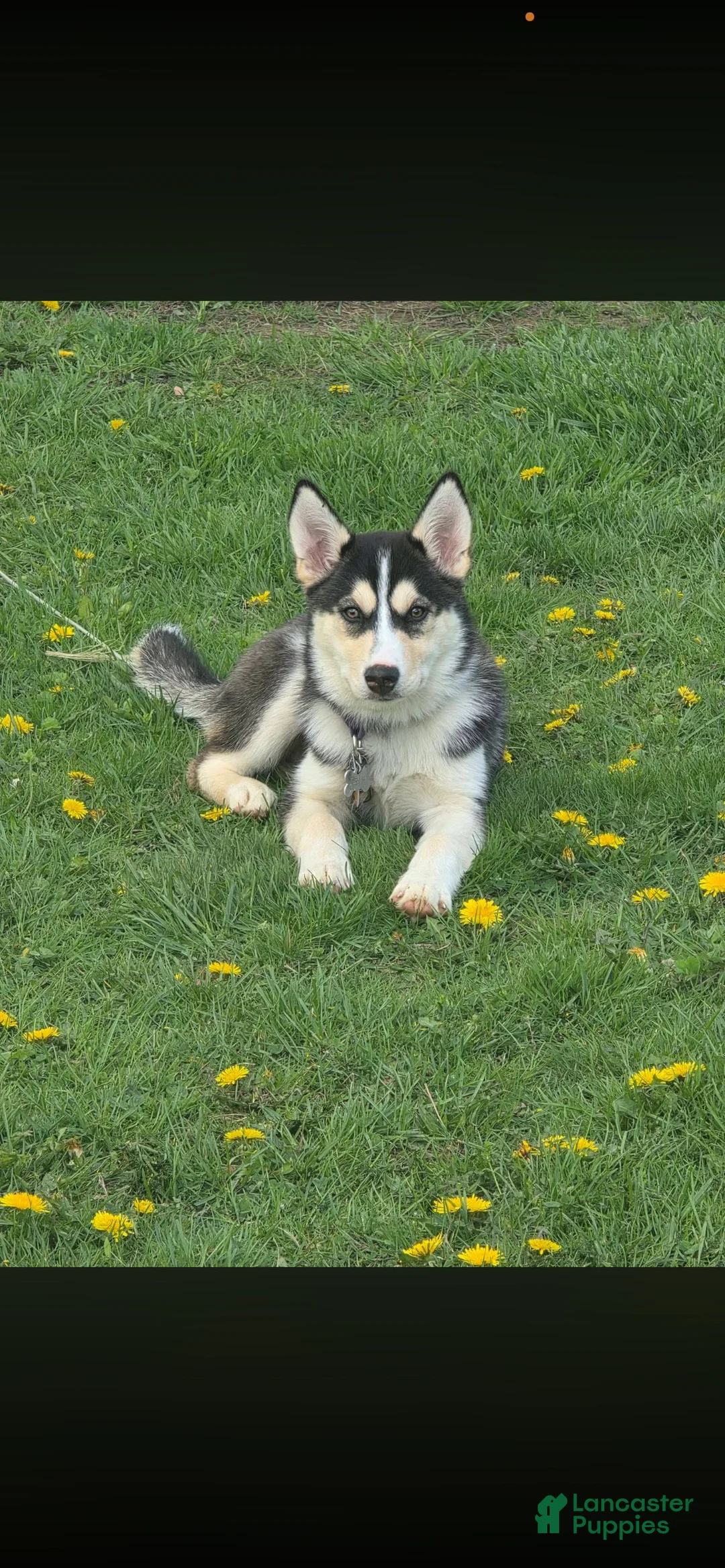 Mixed Breed dogs for sale: Everest - Ad 1