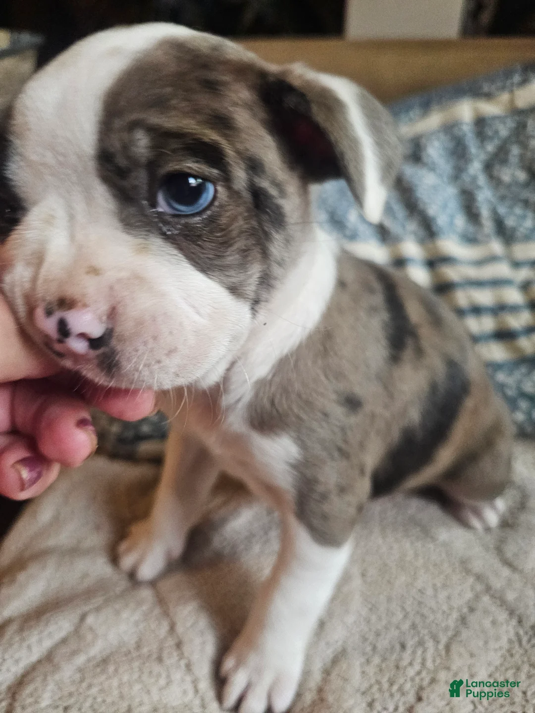 Frenchton dogs for sale: Rocky male frenchton - Ad 1