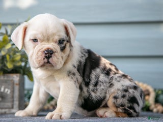 Mixed Breed dogs - Ad 5