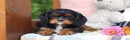 Cavalier King Charles Spaniel dogs for sale: Missy - Ad 5