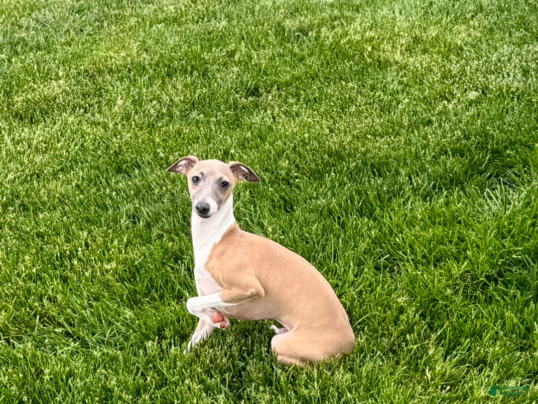 Italian Greyhound dogs for sale: Gerald - Ad 7