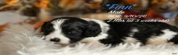 Bernedoodle dogs for sale: Finn - Ad 1