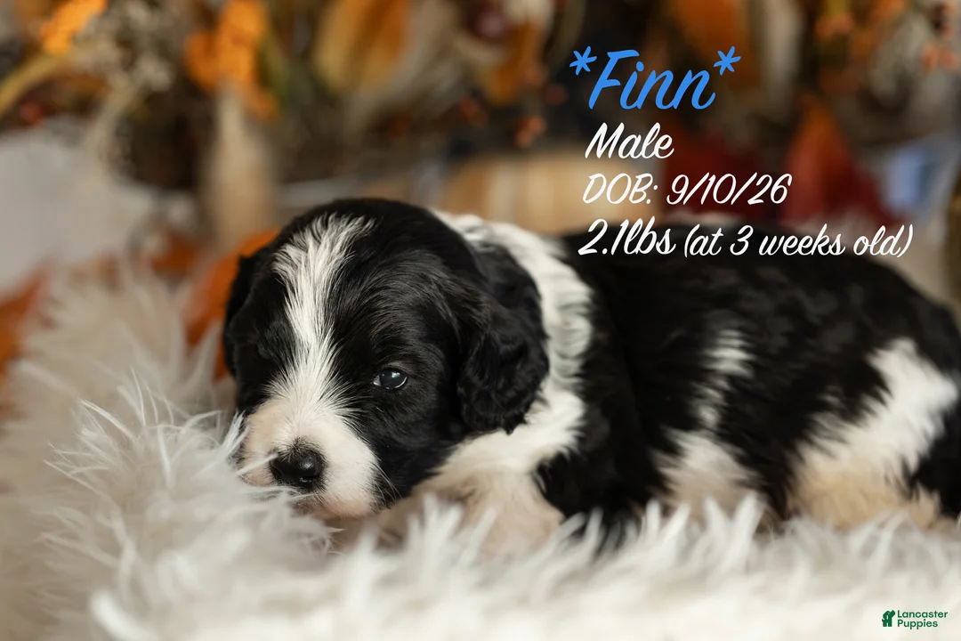 Bernedoodle dogs for sale: Finn - Ad 1