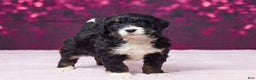 Bernedoodle dogs for sale: Glitter - Ad 3