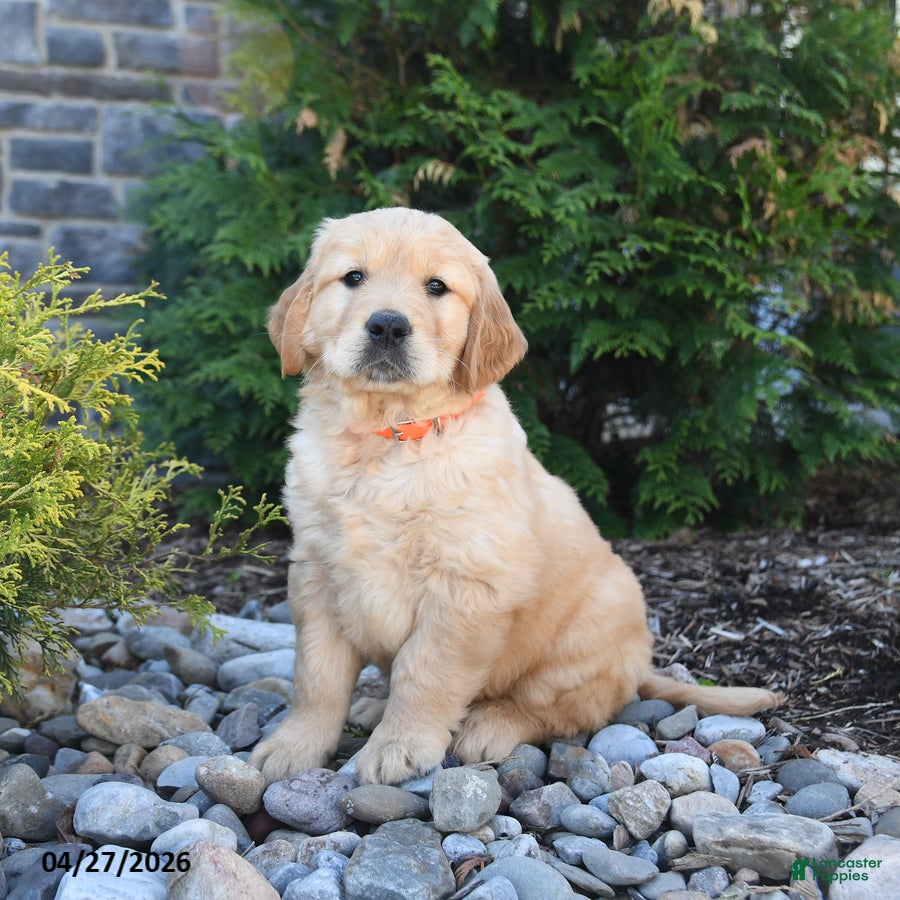 Golden Retriever dogs Gage - Ad 1