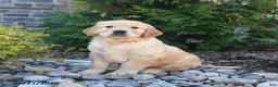 Golden Retriever dogs for sale: Gage - Ad 2