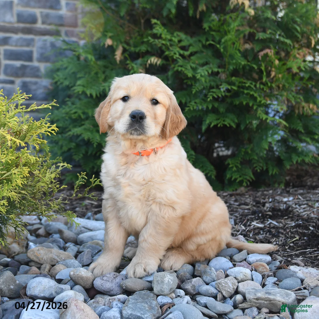 Golden Retriever dogs for sale: Gage - Ad 2