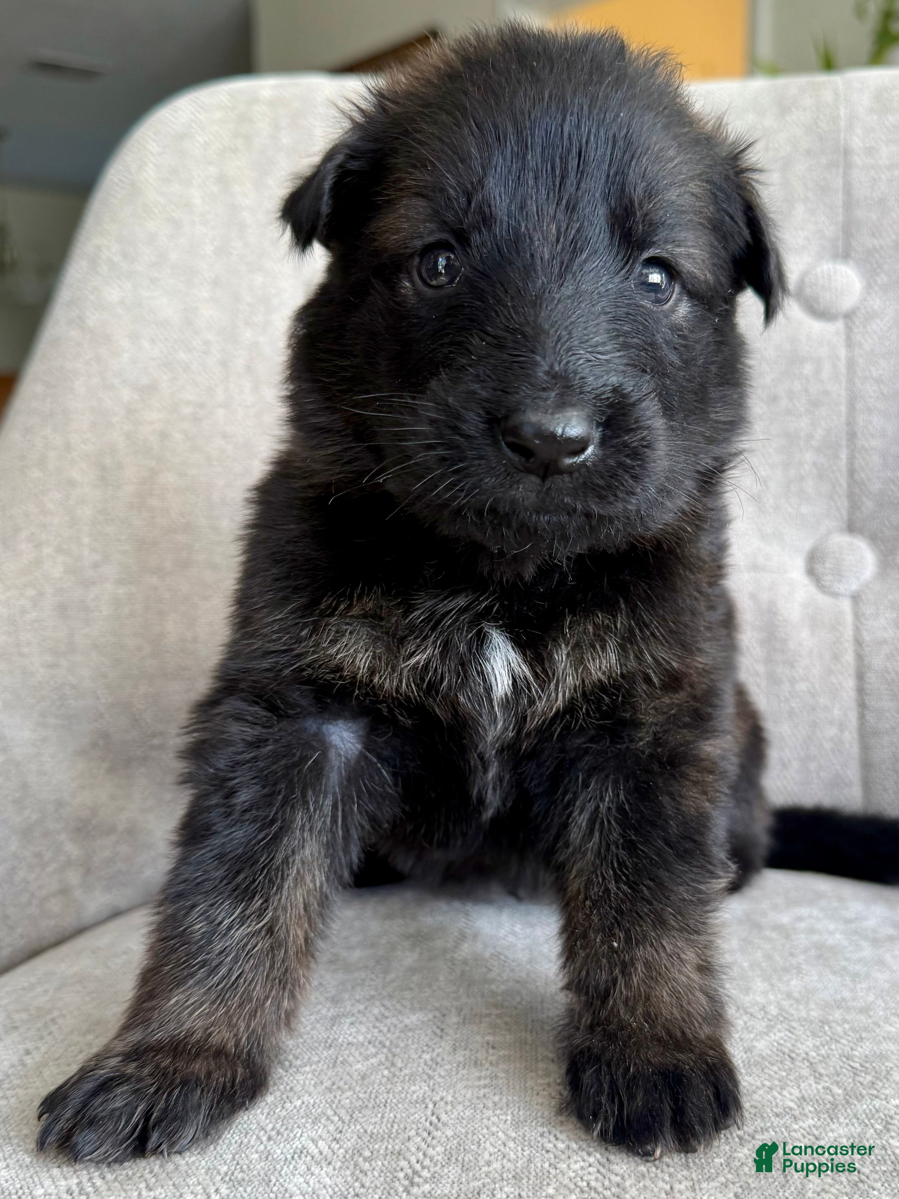 German Shepherd dogs German Shepherd Puppy Blaze - Ad 12