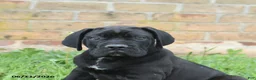 Cane Corso dogs for sale: Dune - Ad 8