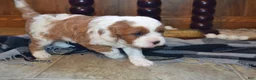Cavapoo dogs for sale: Karlo - Ad 4