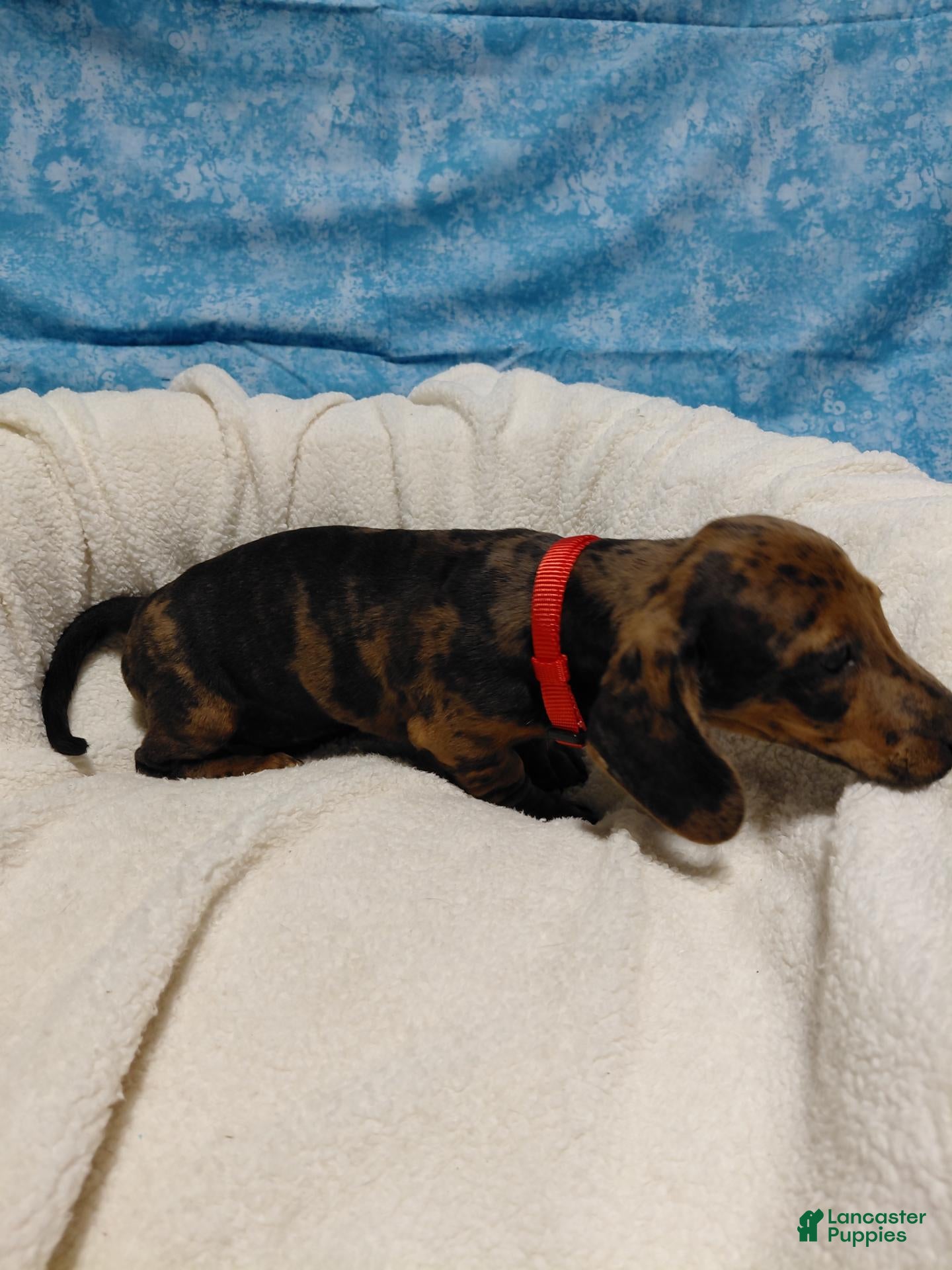 Miniature Dachshund dogs Fred - Ad 2