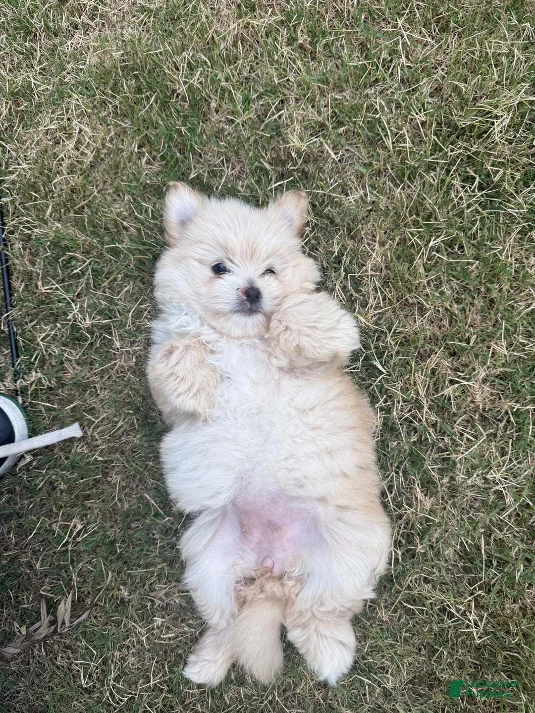 Pomapoo dogs for sale: masha - Ad 1