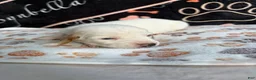 Basset Hound dogs for sale: Basset Hound 1 - Ad 1