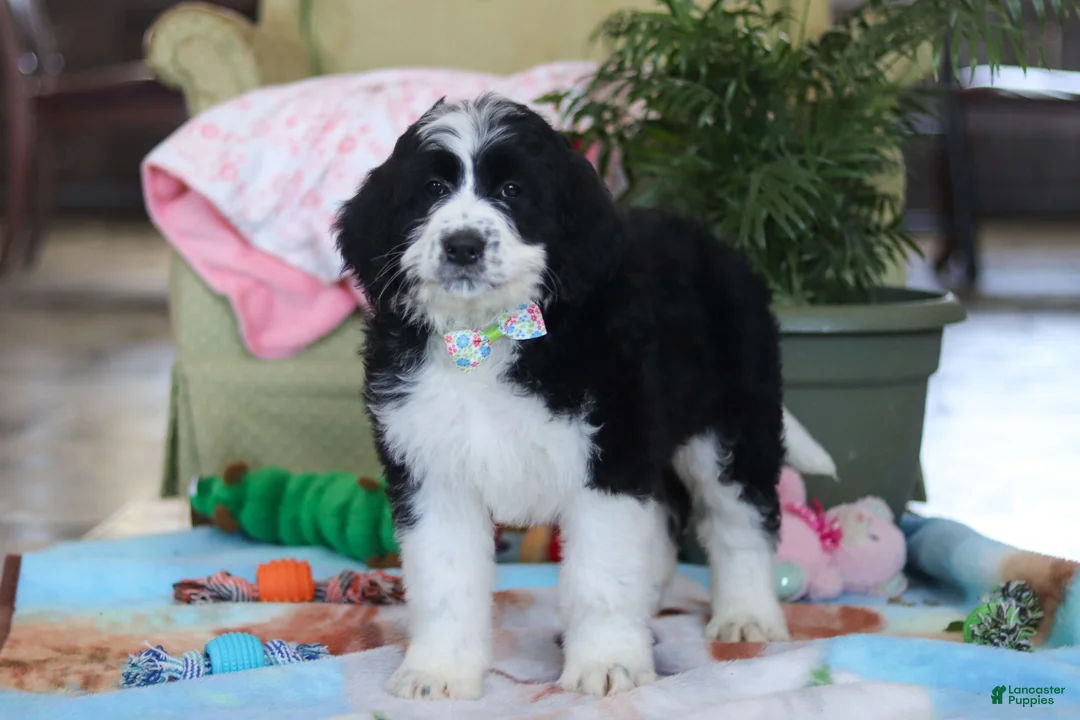 Bernedoodle dogs for sale: Ryder - Ad 5
