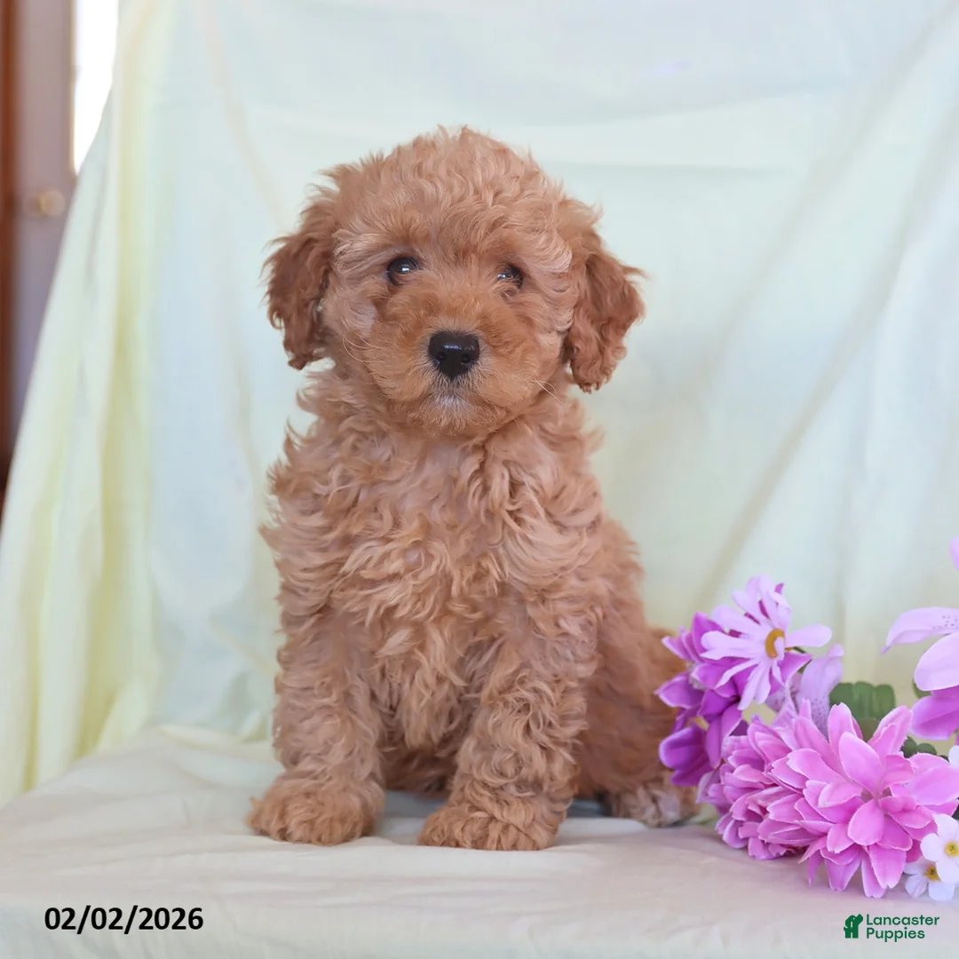 Toy Poodle dogs for sale: Allie - Ad 2