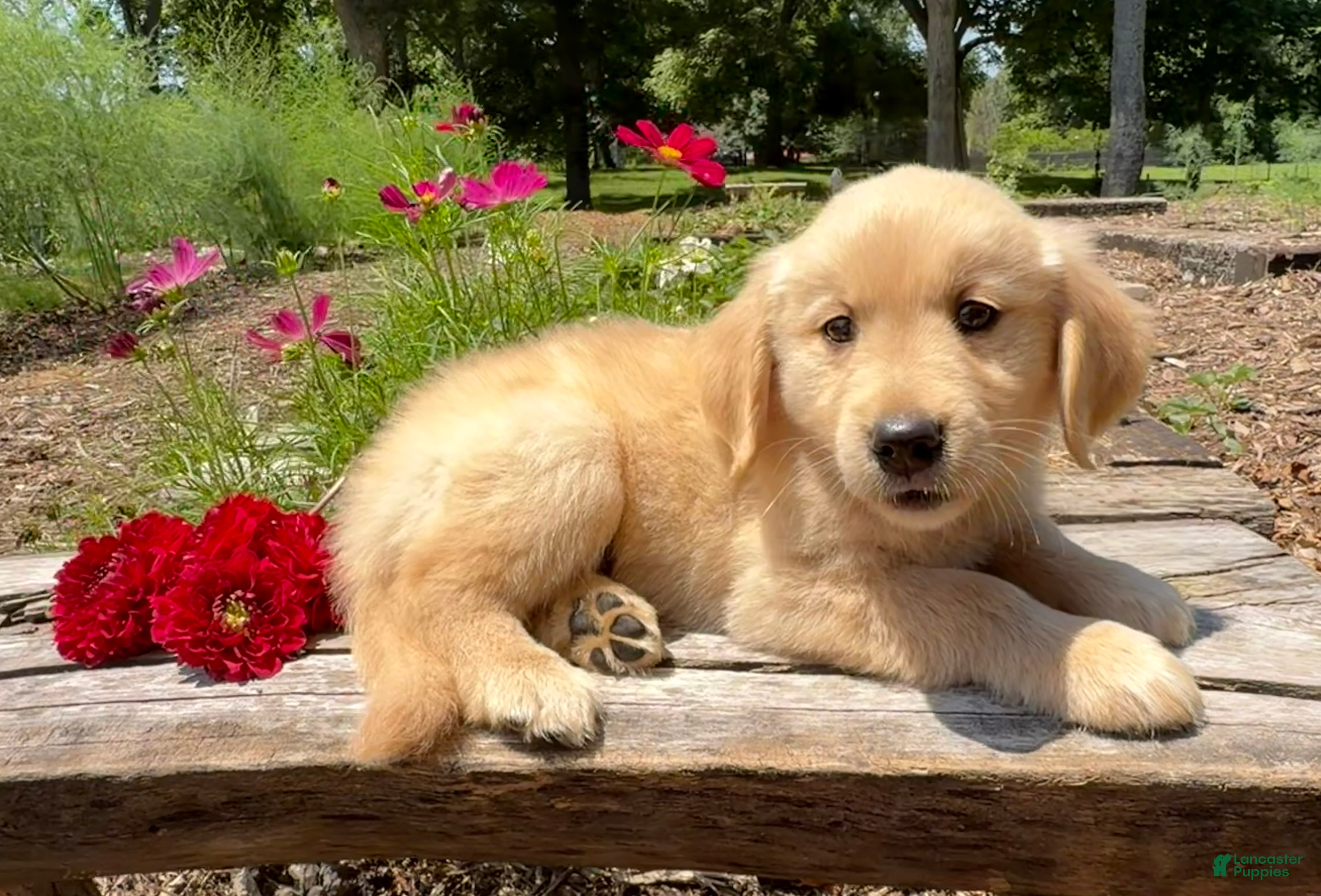 Golden Retriever dogs Benson - Ad 1