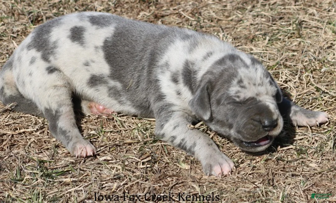 Great Dane dogs for sale: Hayley - Ad 3