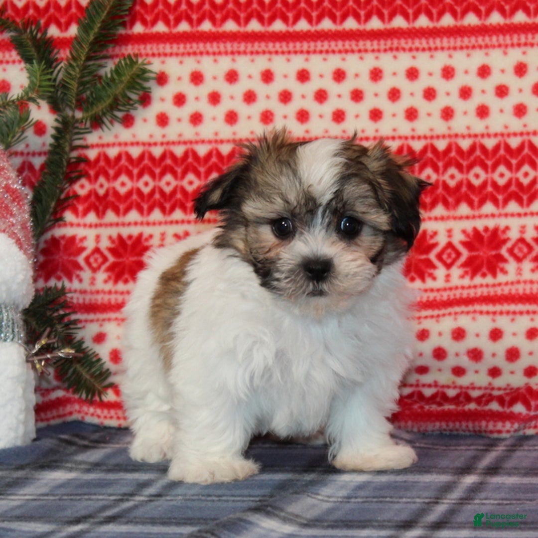 Teddy Bear dogs for sale: Feather - Ad 3