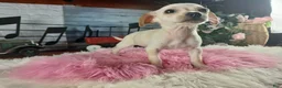 Chihuahua dogs for sale: White girl chi 2. Hand delivery  - Ad 1