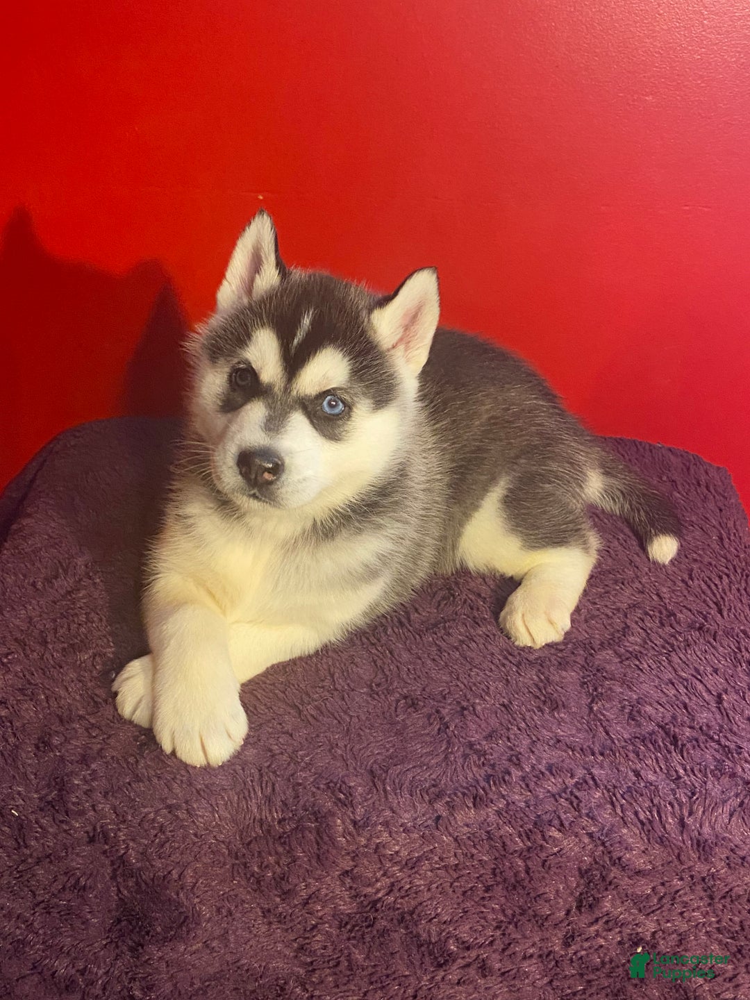 Siberian Husky dogs for sale: Oscar - Ad 8