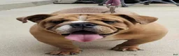 English Bulldog dogs for sale: English Bulldog 4 - Ad 6