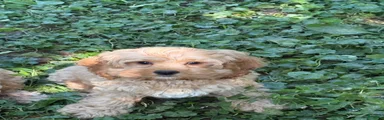 Pam