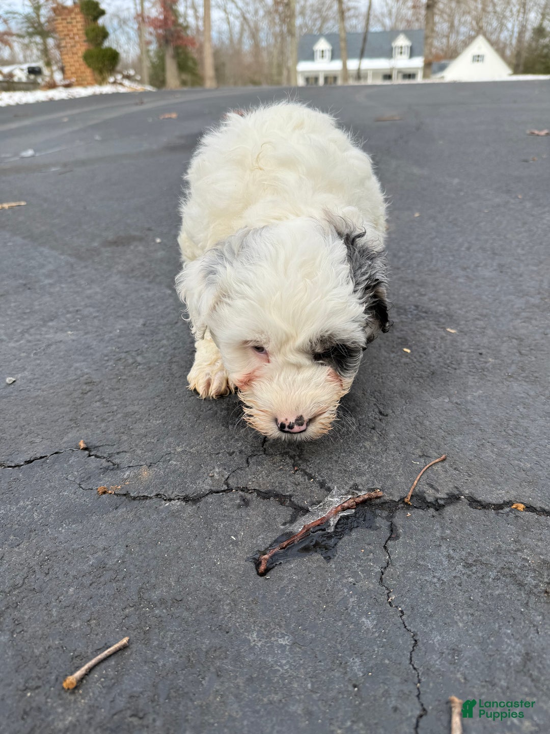 Mini Aussiedoodle dogs for sale: Mini Aussiedoodle Puppy 2 - Ad 3