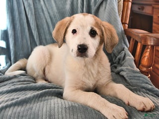 Mixed Breed dogs - Ad 4